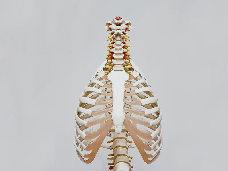 How X-Rays works at Douglas DeSalvo Chiropractic, Inc.